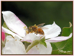 Bonne journée pour les abeilles , Good day for the honeybees