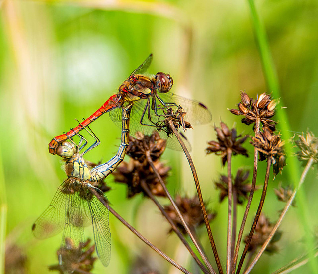 Common darters mating