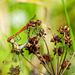 Common darters mating