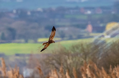 Marsh harrier