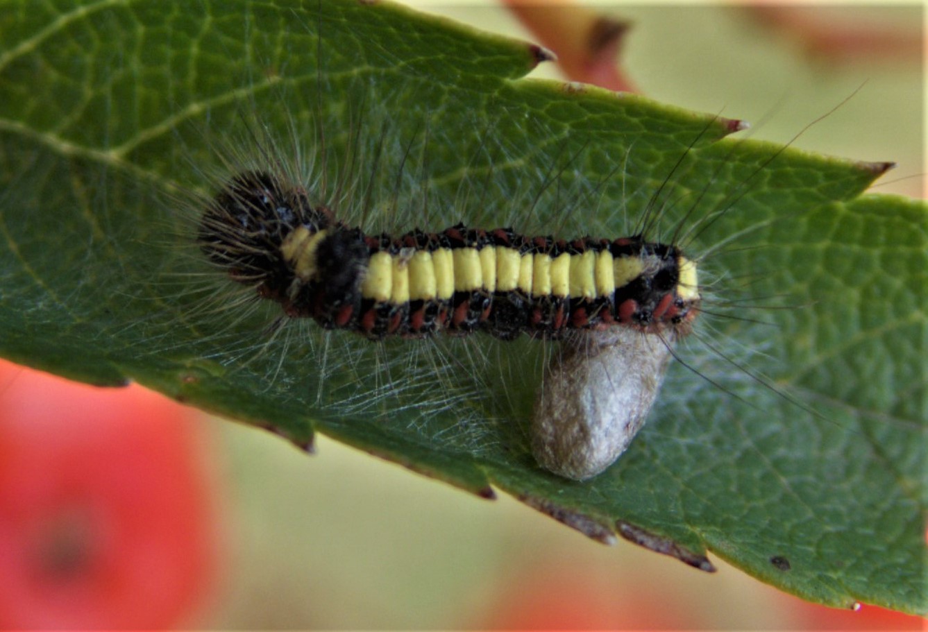 Grey Dagger Moth Caterpillar