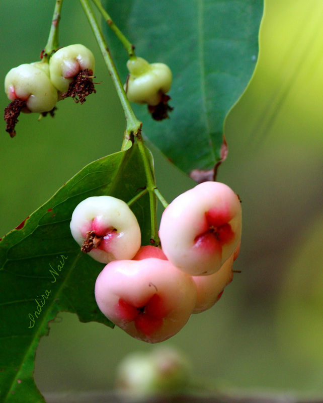 Rose Apple