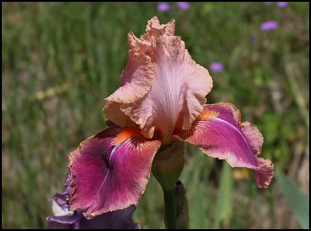 Iris Carnaby (2)