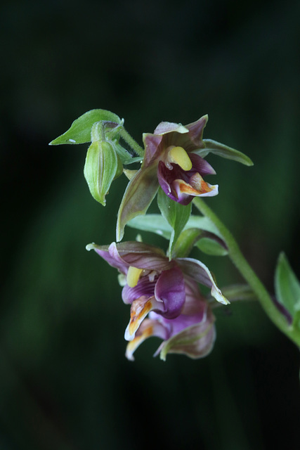 Epipactis gigantea