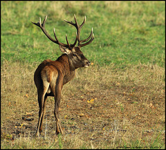 CERF A CHAMBORD