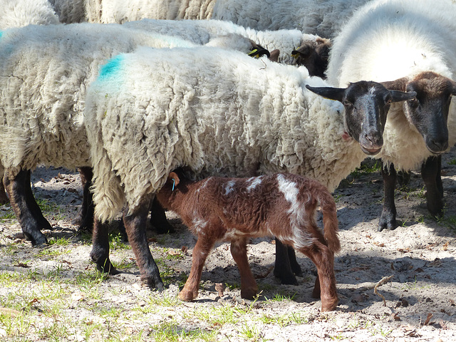 Transhumance du 5 mai 2016