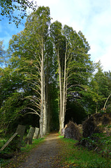 Lindenallee auf dem Strangen bei Zarrenthin / Schaalsee (PiPs)