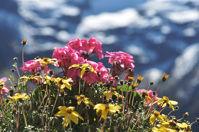 Alpenblumen