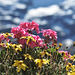 Alpenblumen