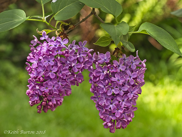 Lilac Flowers