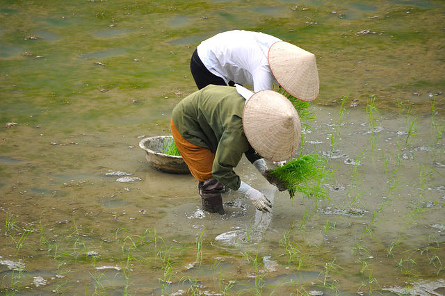 VIETNAM