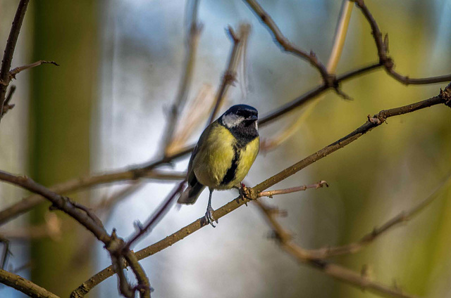 Great tit.6y6jpg