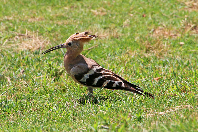 Hoopoe in the grass (Explored)