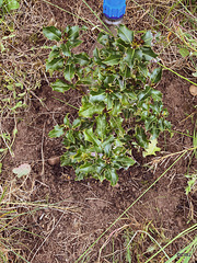 50/51 holly still to be weeded...