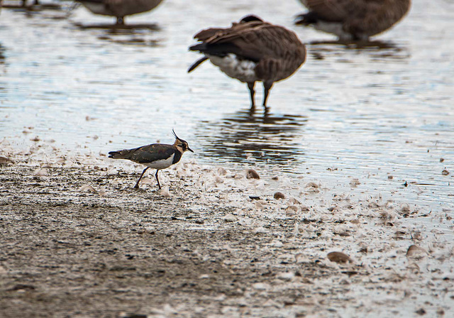 Lapwing