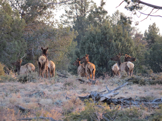 Elk Crossing