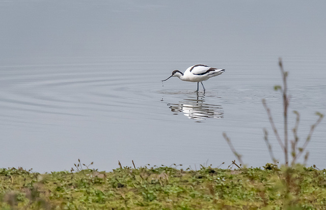 Avocet