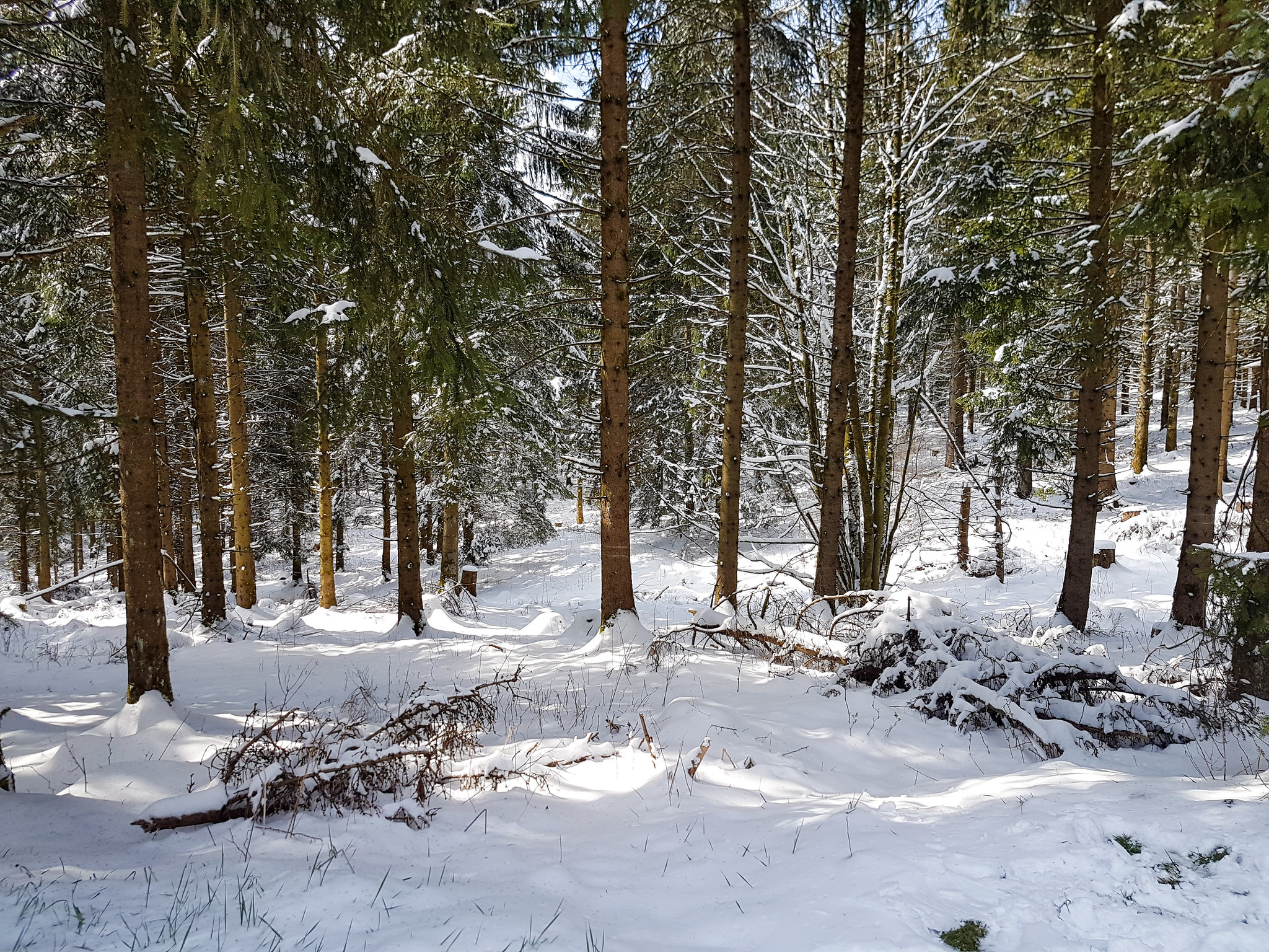 Am Weißen Stein - Hellenthal in der Eifel