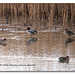 Teal on the Ouse Estuary Nature Reserve - Sussex - 19.1.2015