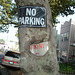 No parking tree