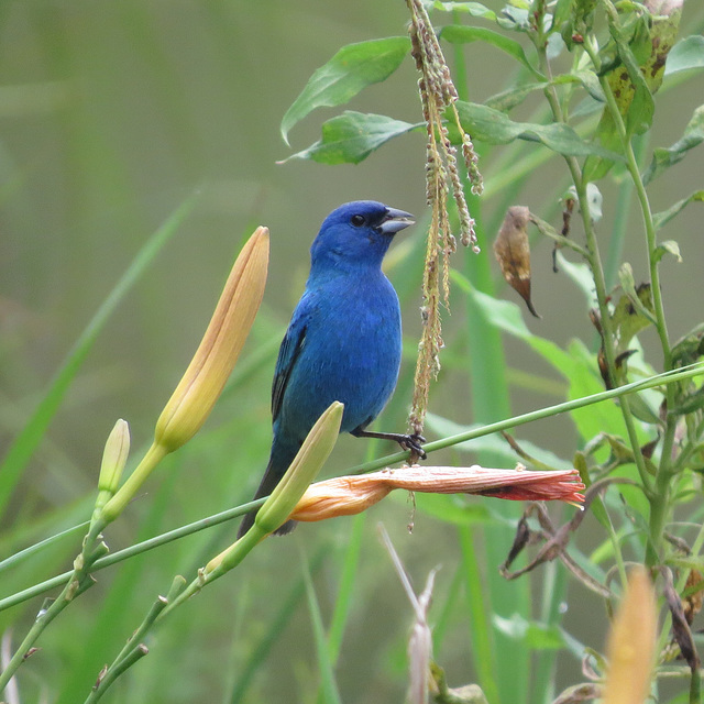 Indigo bunting