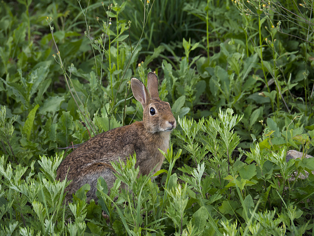 Suddenly in the grass, a curious subject