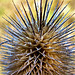 Teasel 5