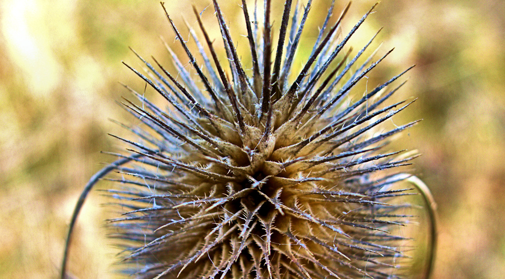 Teasel 5