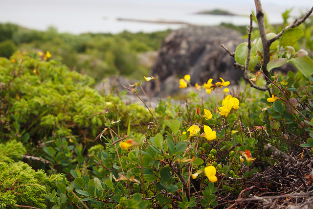 Scotch broom