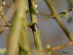 punaise des bois