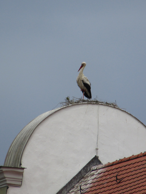 der berühmte Ramspauer Kirchen-Storch