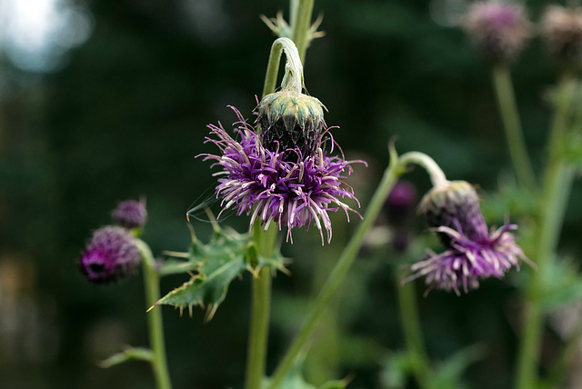 Cirsium arvense, Canada L1010729