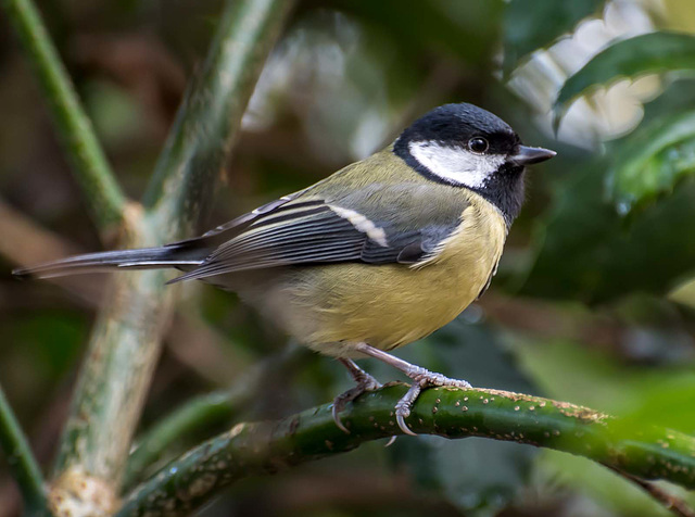 Great tit