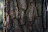Pine bark afternoon