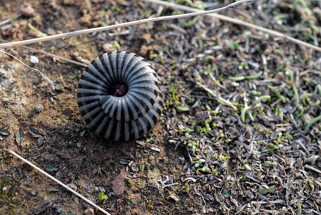 Diplopoda, piolhos-de-cobra