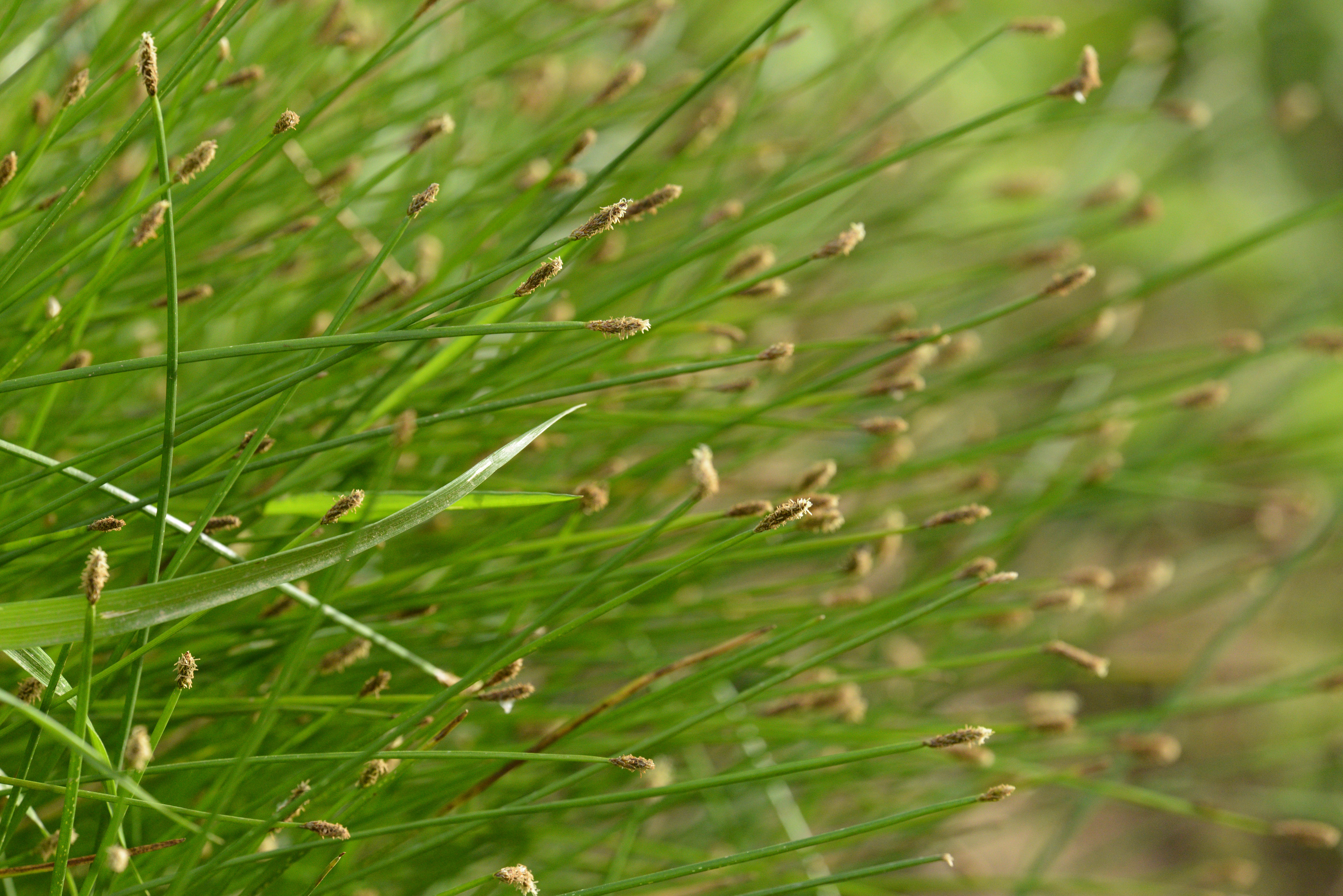 Eleocharis palustris, Poales