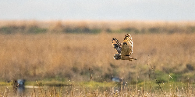 Short eared owl