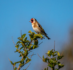 Goldfinch