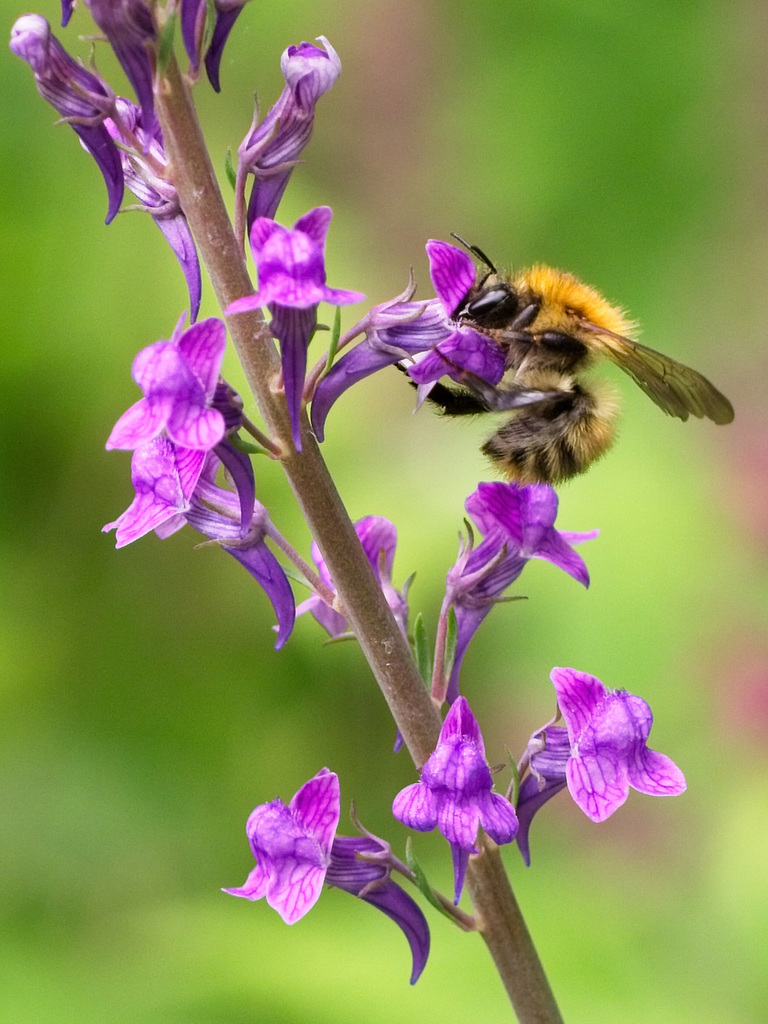 Bee on Purple Toadflax