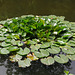 Neat water-lily