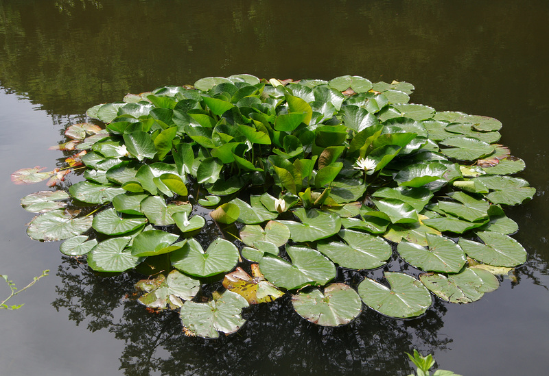 Neat water-lily