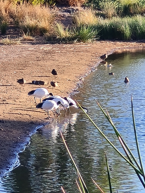 Wetland with ibis