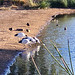 Wetland with ibis