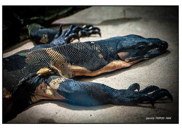 Reptilien