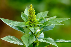 une belle plante sauvage ......