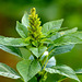 une belle plante sauvage ......