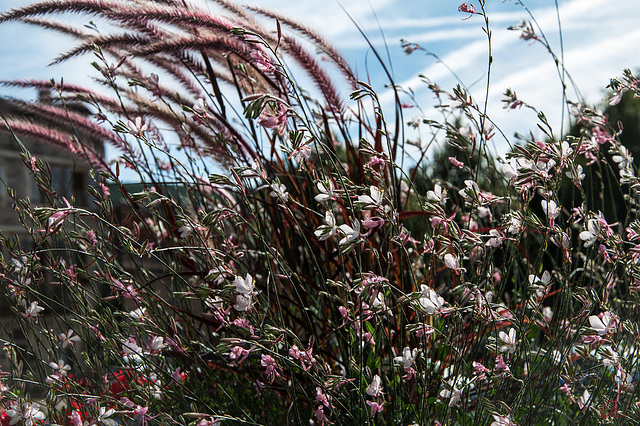 fleurettes au vent