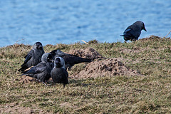 20150308 7266VRTw [D~PB] Dohle (Corvus monedula), Steinhorster Becken, Delbrück