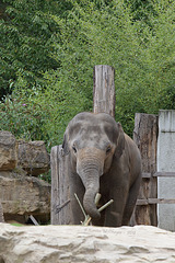 Tarak (Zoo Heidelberg)