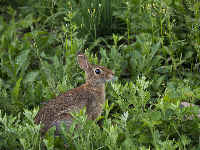 Suddenly in the grass, a curious subject